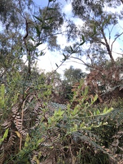 Bossiaea cinerea