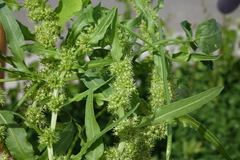 Rumex fueginus
