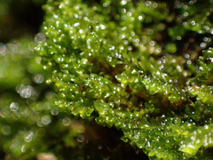 Chiloscyphus polyanthos