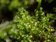 Chiloscyphus polyanthos