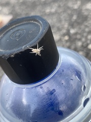 Arachosia praesignis