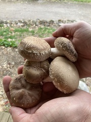 Lentinula edodes