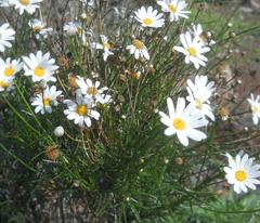 Argyranthemum