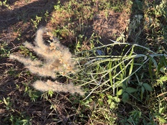 Pterocaulon virgatum