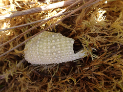 Strongylocentrotus purpuratus