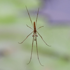 Tetragnatha