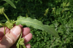 Rumex fueginus