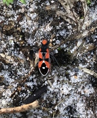 Melanerythrus mactans