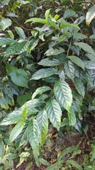 Maesa perlaria formosana