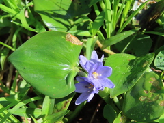 Pontederia vaginalis