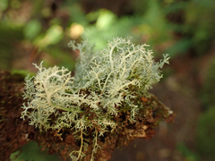 Sphaerophorus tuckermanii