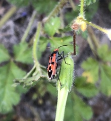 Melanerythrus mactans