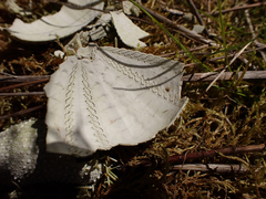 Strongylocentrotus purpuratus