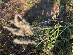 Pterocaulon virgatum