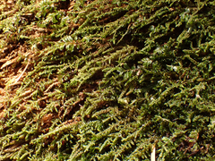 Hygrohypnella ochracea