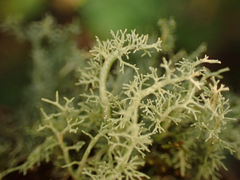 Sphaerophorus tuckermanii