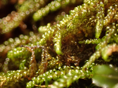 Hygrohypnella ochracea