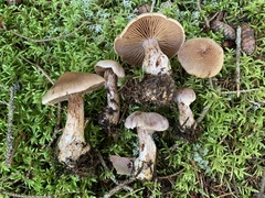 Cortinarius malachius