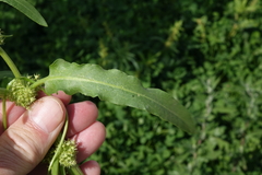 Rumex fueginus