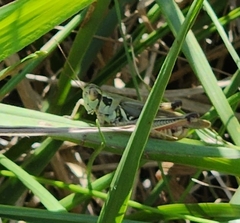 Melanoplini