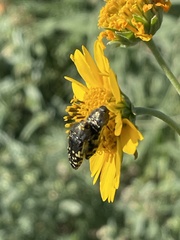 Acmaeodera flavopicta