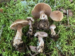 Cortinarius malachius