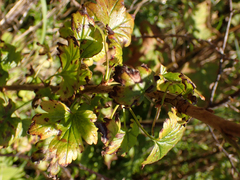 Ribes lacustre