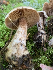 Cortinarius malachius