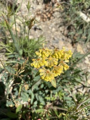Eriogonum umbellatum