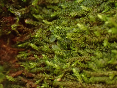 Hygrohypnella ochracea