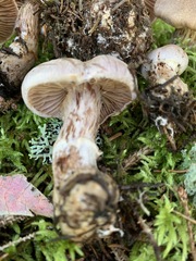 Cortinarius malachius