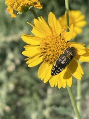 Acmaeodera flavopicta