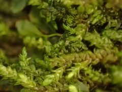 Hygrohypnella ochracea