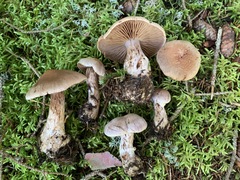 Cortinarius malachius