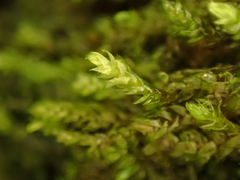 Hygrohypnella ochracea