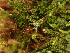 Hygrohypnella ochracea