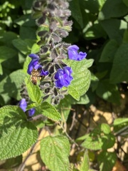Salvia amarissima