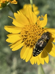 Acmaeodera flavopicta
