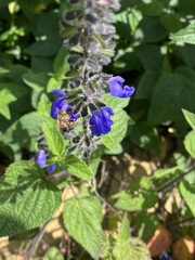 Salvia amarissima