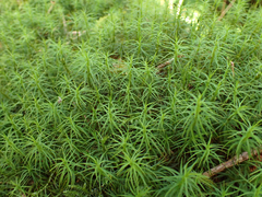 Polytrichastrum alpinum