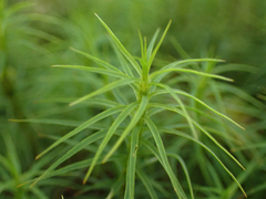 Polytrichastrum alpinum