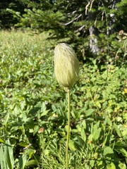 Pulsatilla occidentalis