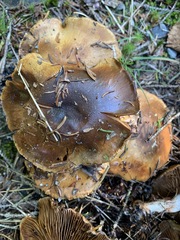 Thaxterogaster purpurascens