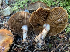 Thaxterogaster purpurascens