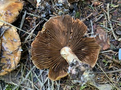 Thaxterogaster purpurascens