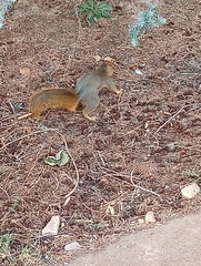 Sciurus niger