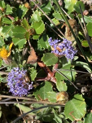 Ceanothus gloriosus gloriosus