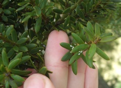 Madarococcus totarae