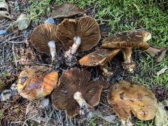 Thaxterogaster purpurascens