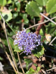 Ceanothus gloriosus gloriosus